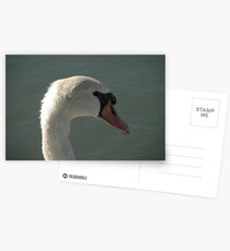 Swan having fun! Postcards