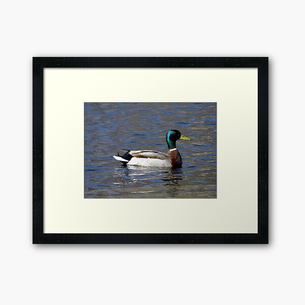 Mallard Framed Art Print
