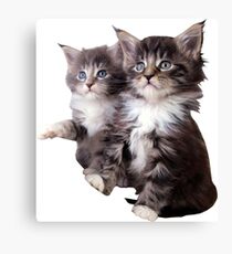Kittens Canvas Print