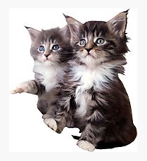 Kittens Photographic Print