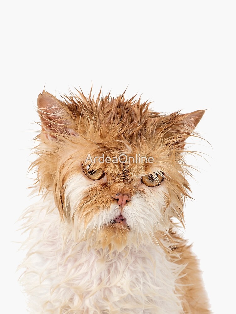 "Angry Cat with wet spiky fur" Tshirt by Redbubble