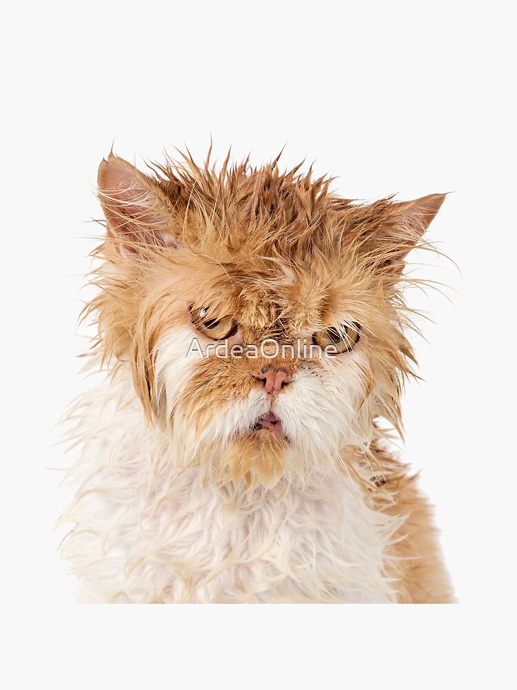 Premium AI Image  A cat with an angry expression on its face