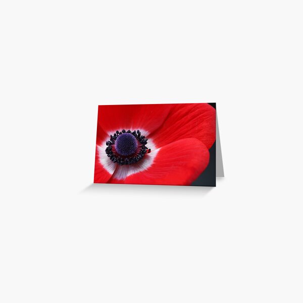 Flower Of Israel Anemone Coronaria Pattern Greeting Card By Bubblemench Redbubble