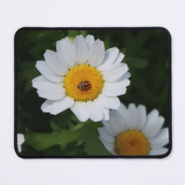 Item preview, Carnival of Flowers daisies designed and sold by Dominique Tassell.