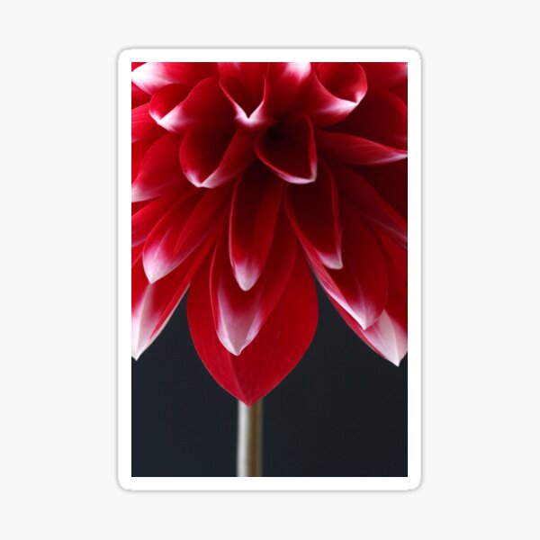 Item preview, Red and White Dahlia designed and sold by AlysonFennell.