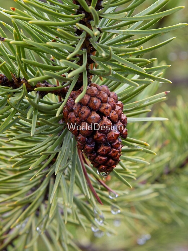 Thumbnail 4 of 4, iPhone Case, Pine Cone designed and sold by WorldDesign.