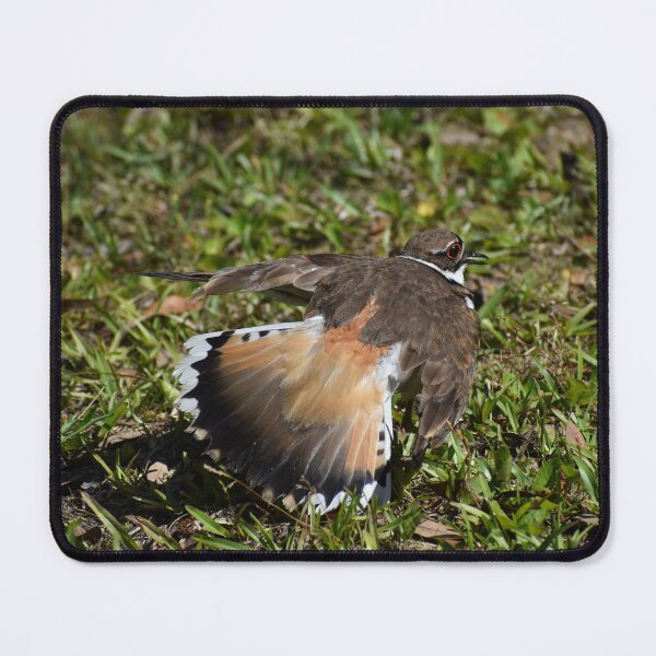 Item preview, Protective Killdeer designed and sold by Taiga Gigliotti.