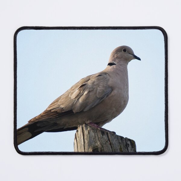 Item preview, Collared dove designed and sold by VincenzoIzzo.