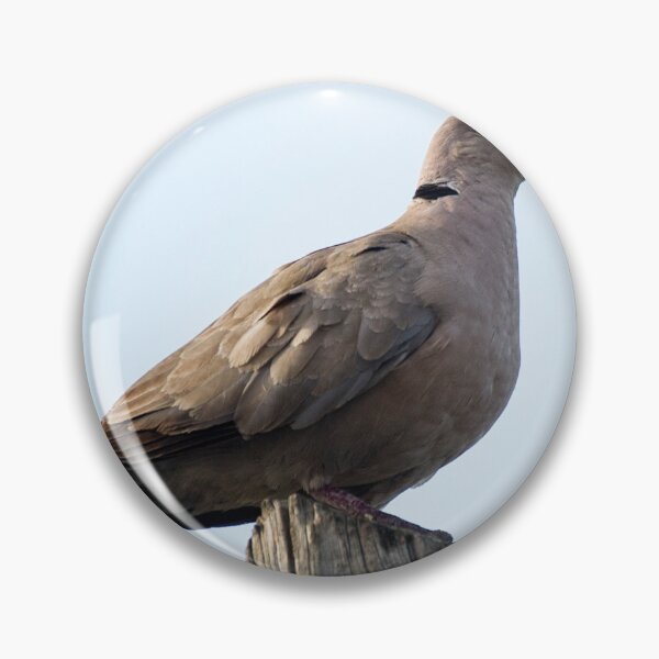 Item preview, Collared dove designed and sold by VincenzoIzzo.