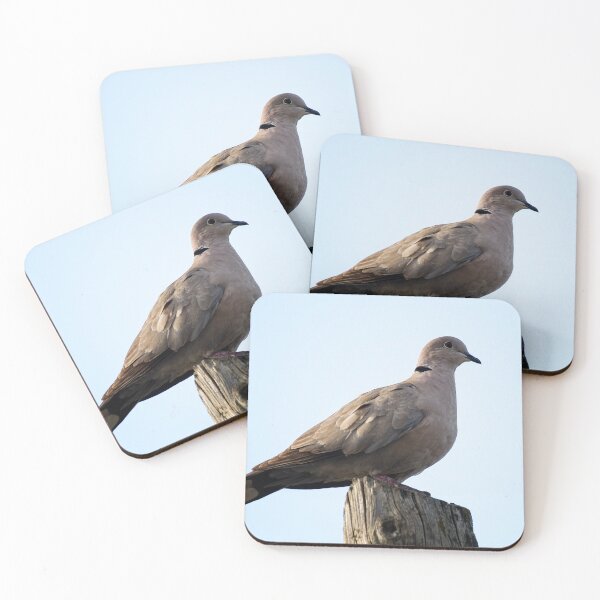 Item preview, Collared dove designed and sold by VincenzoIzzo.