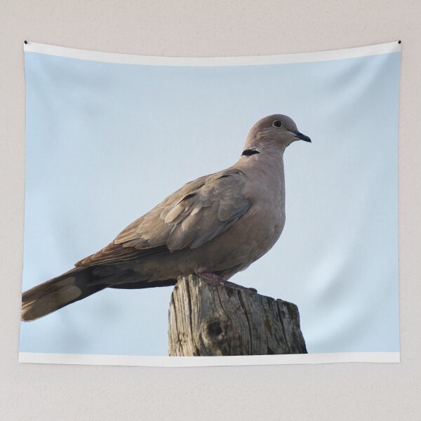 Item preview, Collared dove designed and sold by VincenzoIzzo.