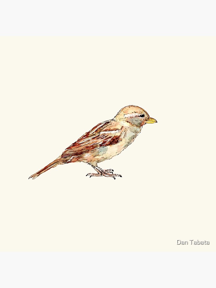 Sparrow by dmtab
