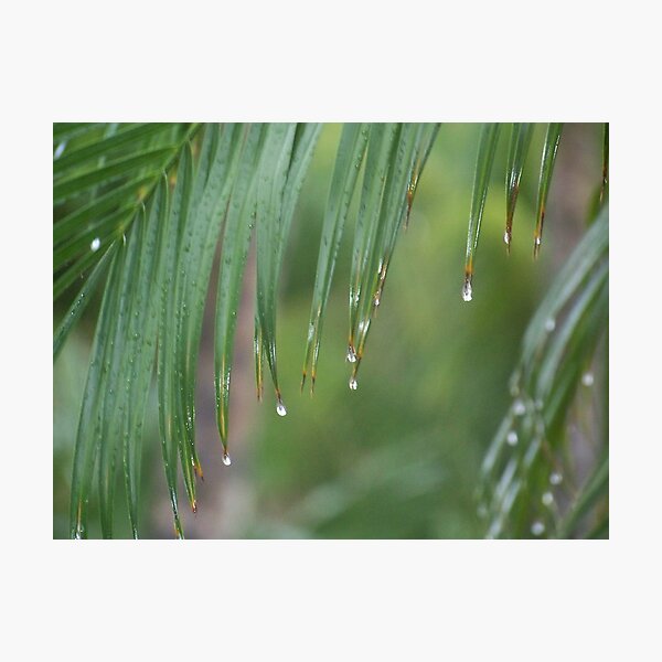 Item preview, Rain Drops designed and sold by Schock100.