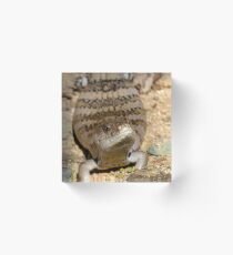 Blue-tongued skink (Tiliqua nigrolutea) Acrylic Block