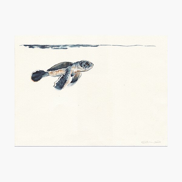 watercolour turtle hatchling Photographic Print
