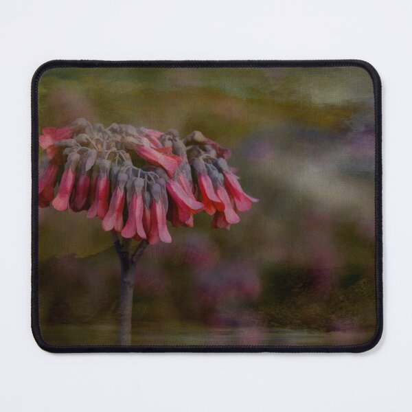 Item preview, Kalanchoe Delagoensis Wildflower in Florida designed and sold by nbrandsberg.