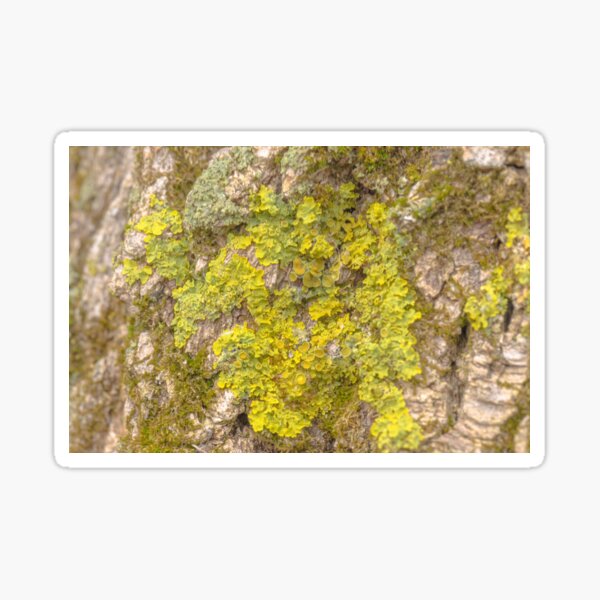 Lovers Of Fresh Air: Lichens Sticker