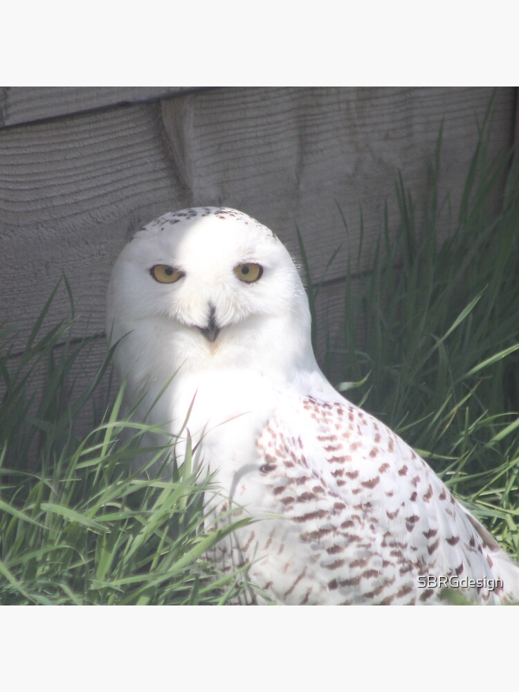 hedwig pillow pet