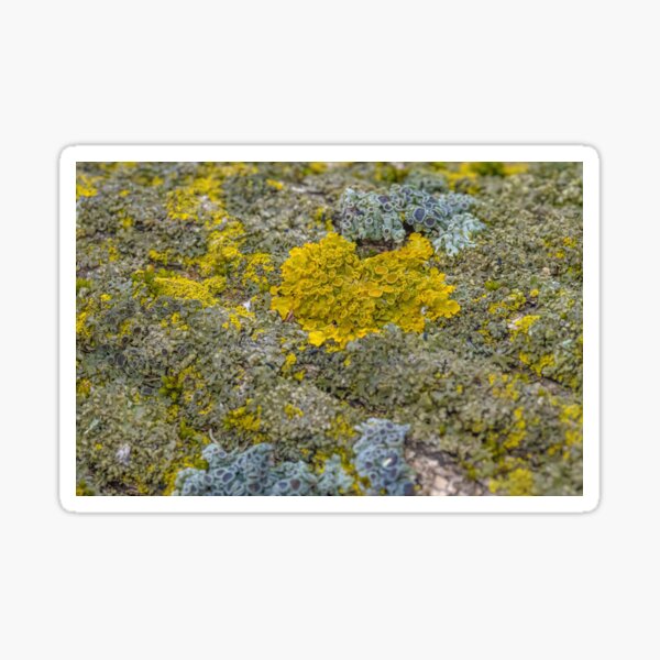 Be Unique Like Lichens Sticker