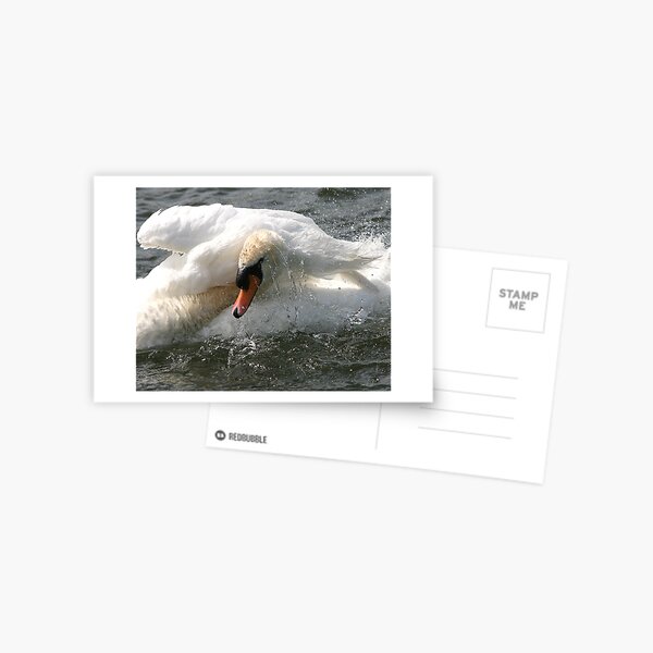 Phoenix Rising Postcard