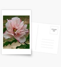 Vidalia's Flower Postcards