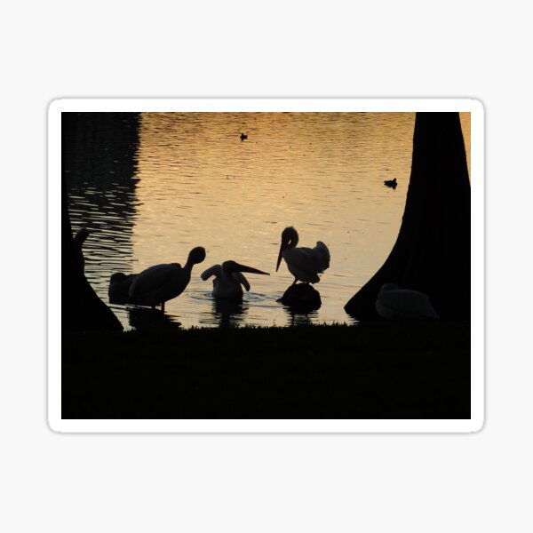 A Sunset Swim Sticker
