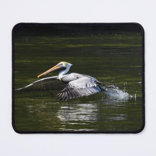 Item preview, Florida Pelican Coming in for a Landing designed and sold by nbrandsberg.