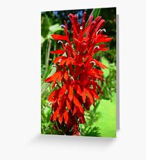 Wild Cardnal Flower Greeting Card
