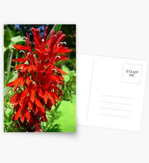 Wild Cardnal Flower Postcards