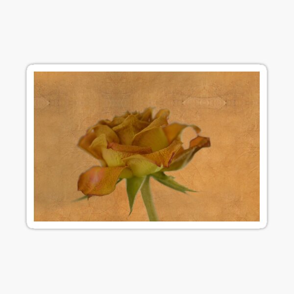 faded-beauty-of-a-dead-rose-sticker-for-sale-by-nwiggerman-redbubble