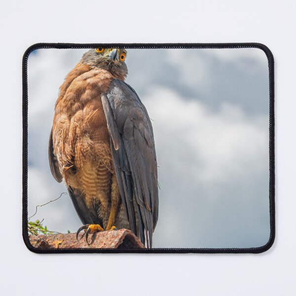 Item preview, Christmas Island Goshawk designed and sold by JohnKarmouche.