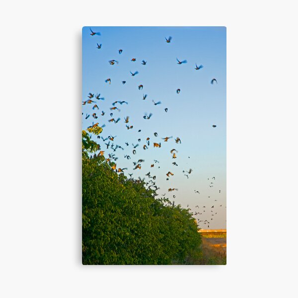 Sparrows flight. Canvas Print