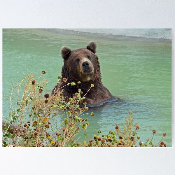 Item preview, Grizzly Bear Chillin'  designed and sold by Cody  VanDyke.