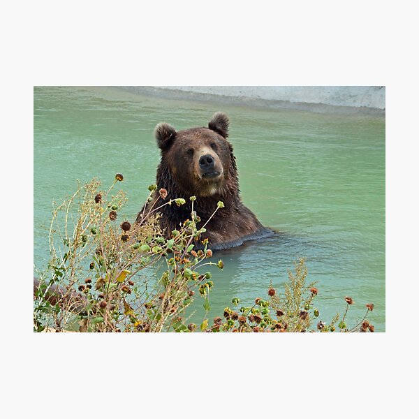Artikelvorschau, Grizzlybär Chillin ' entworfen und verkauft von Cody  VanDyke.