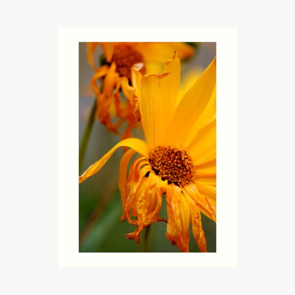 Seasons Kunstdruck