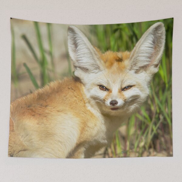 Item preview, Fennec Fox designed and sold by Dominika Aniola.
