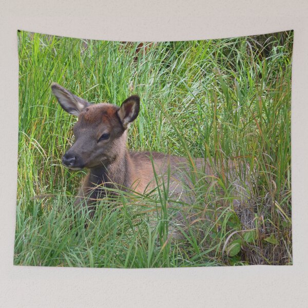 Item preview, Baby Elk in RMNP designed and sold by Cody  VanDyke.