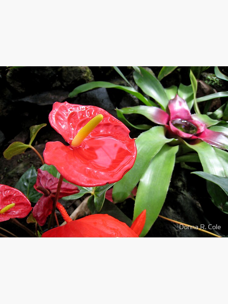 Red Anthurium by alwaysdrc