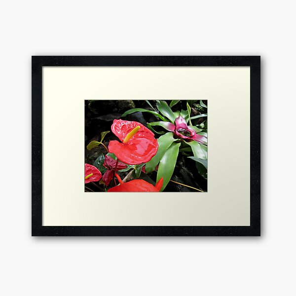 Red Anthurium Framed Art Print