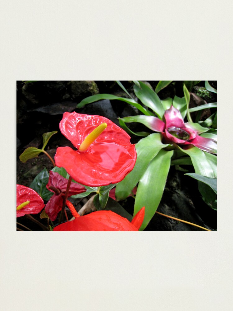 Alternate view of Red Anthurium Photographic Print