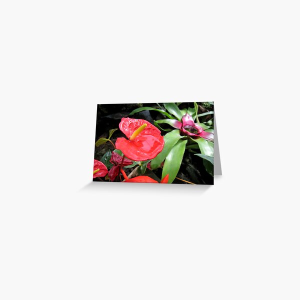 Red Anthurium Greeting Card