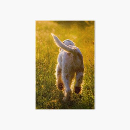Evening stroll Spinone Art Board Print