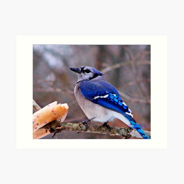 Bluebirds and Bagels Art Print