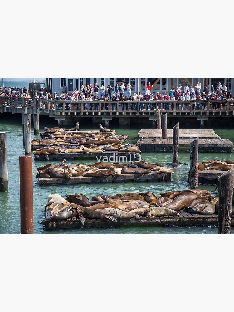 Usa California San Francisco Fisherman s Wharf Pier 39 Sea Lions