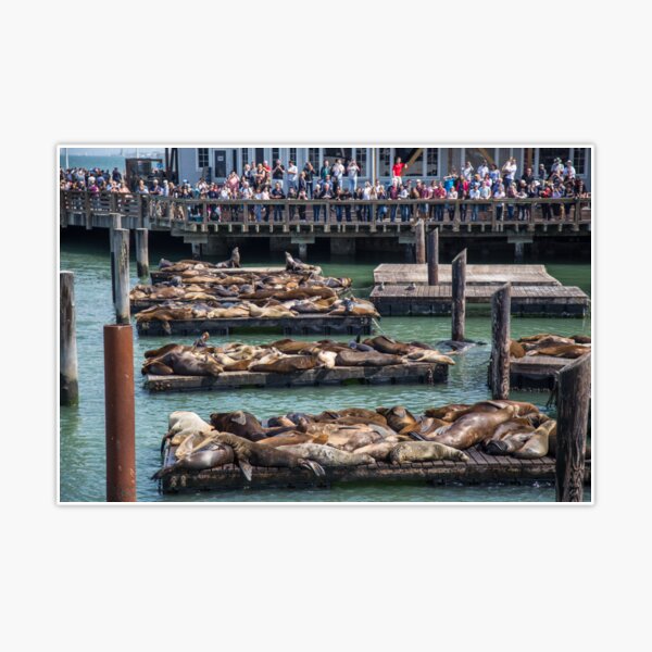 Pier 39 Sea Lions, San Francisco San Francisco Pullover Hoodie | Redbubble