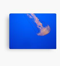 Jellyfish Canvas Print