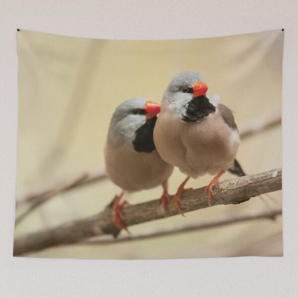 Item preview, Long-tailed finch designed and sold by Dominika Aniola.