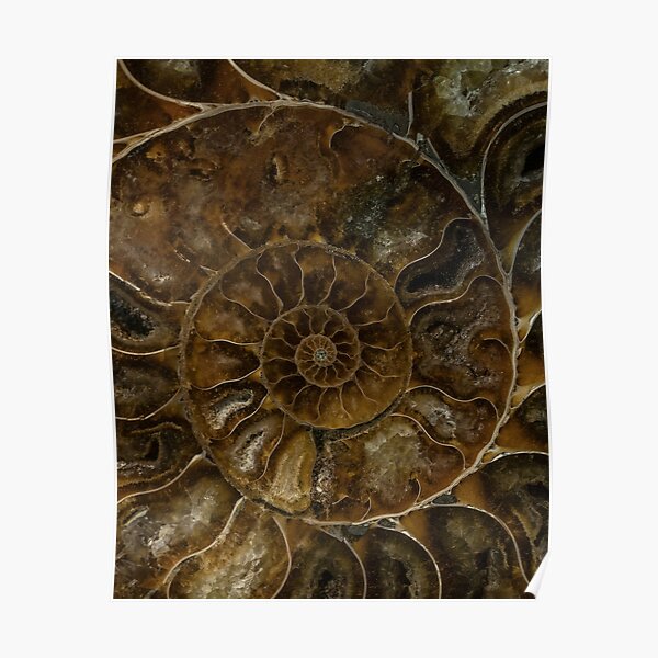 Earth Treasures - Brown amonite Poster