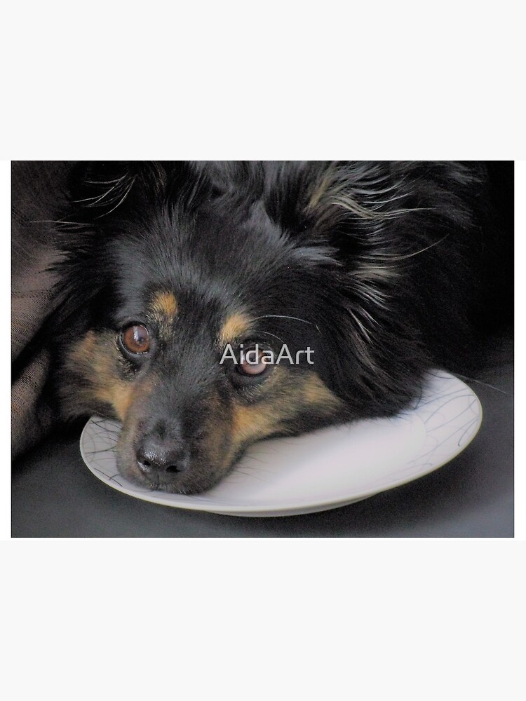 dog on a plate