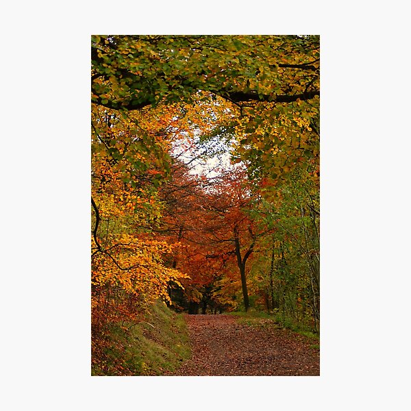 Item preview, Autumn Walk designed and sold by katiecornet.